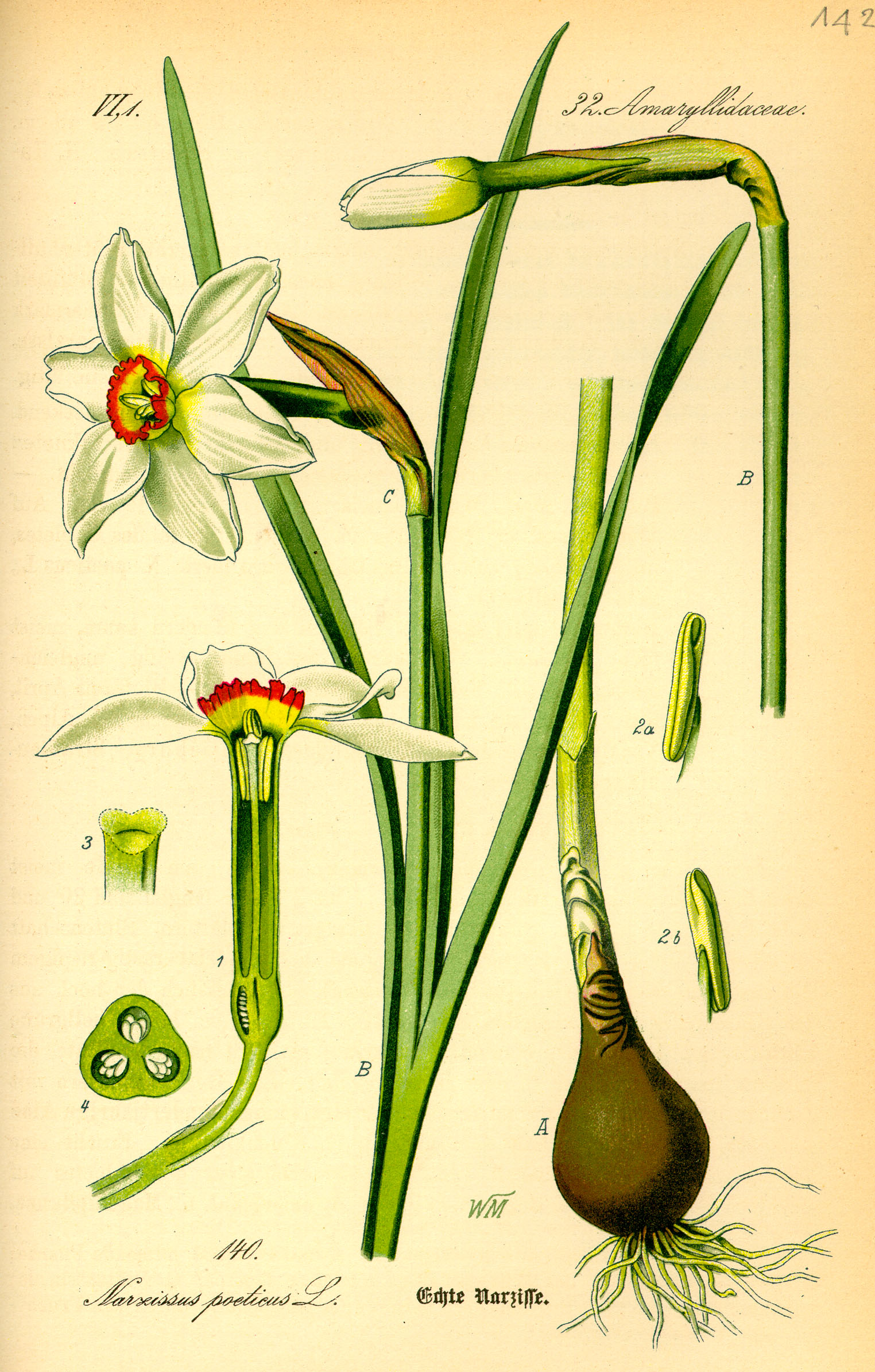 pheasant's eye narcissus